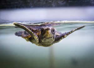 image_BabyLoggerhead