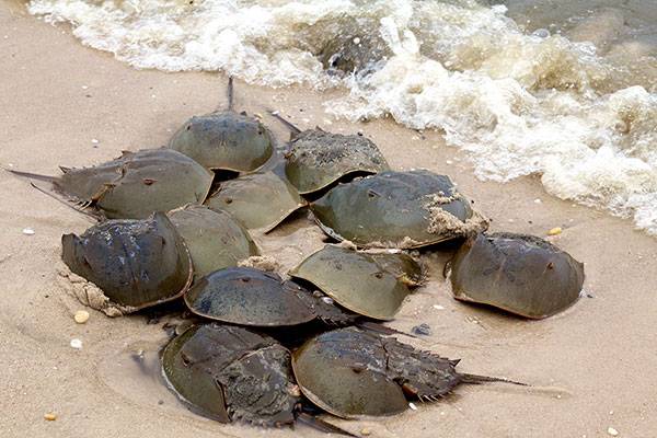 horseshoe-crabs